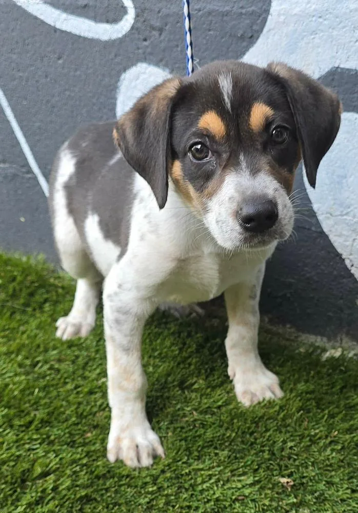 A baby medium-sized male Beagle dog named Forest for adoption in Manhattan, NY
