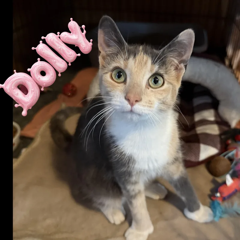 An adult medium-sized female Dilute Calico Domestic Short Hair cat named Dolly for adoption in Little Falls, NY