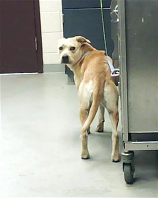 An adult large-sized female Labrador Retriever dog named A for adoption in Fayetteville, NC