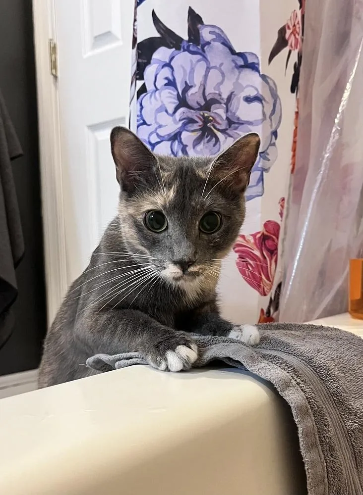 An adult medium-sized female Domestic Short Hair cat named Elle for adoption in Martinsburg, WV