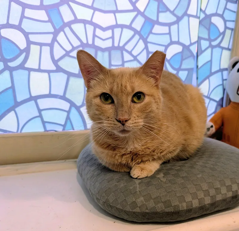 An adult medium-sized female Orange & White Domestic Short Hair cat named Druid for adoption in Pearland, TX