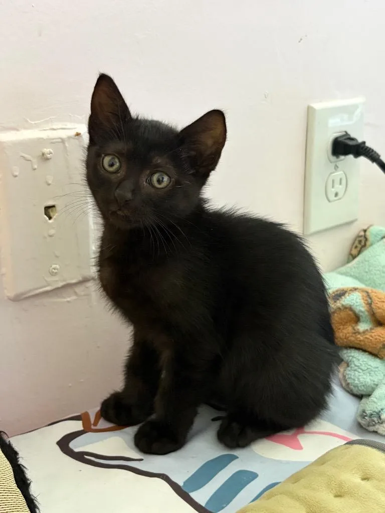 A baby medium-sized male Domestic Short Hair cat named Bob for adoption in New Orleans, LA