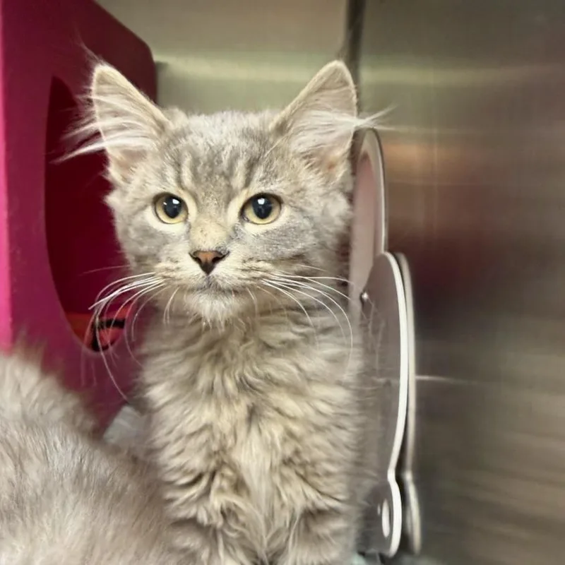 A baby small-sized female Gray / Blue / Silver Domestic Long Hair cat named Jahari for adoption in Waukesha, WI
