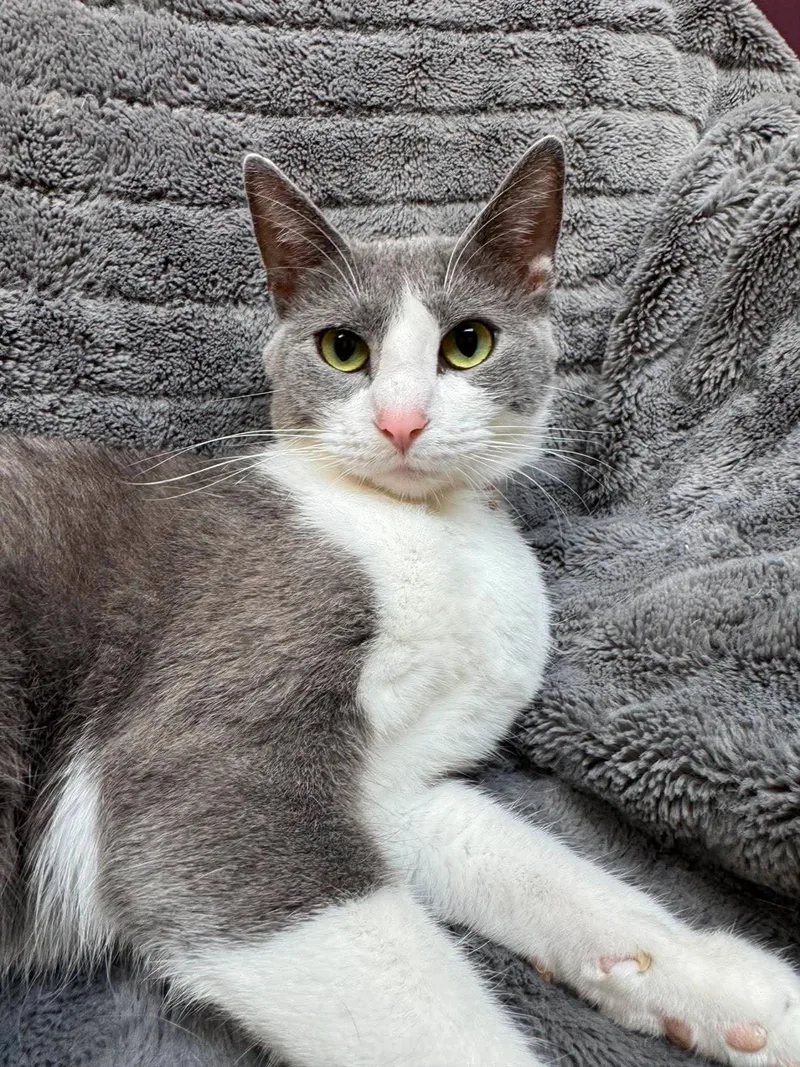 A young medium-sized female Domestic Short Hair cat named Alien for adoption in Alexandria, MN