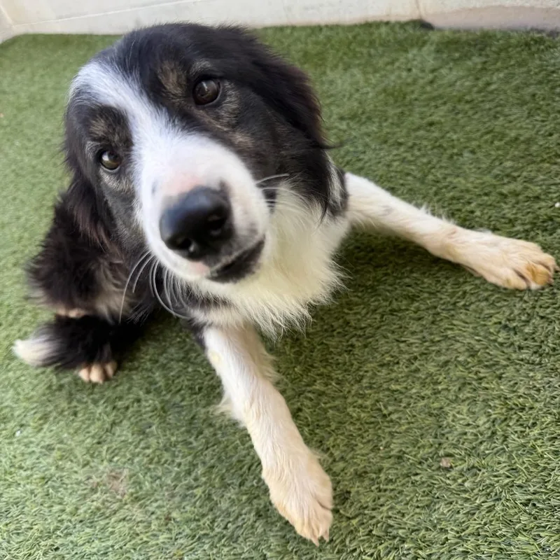An adult medium-sized male Black Border Collie dog named Bit Aka Kyro for adoption in LOXAHATCHEE, FL