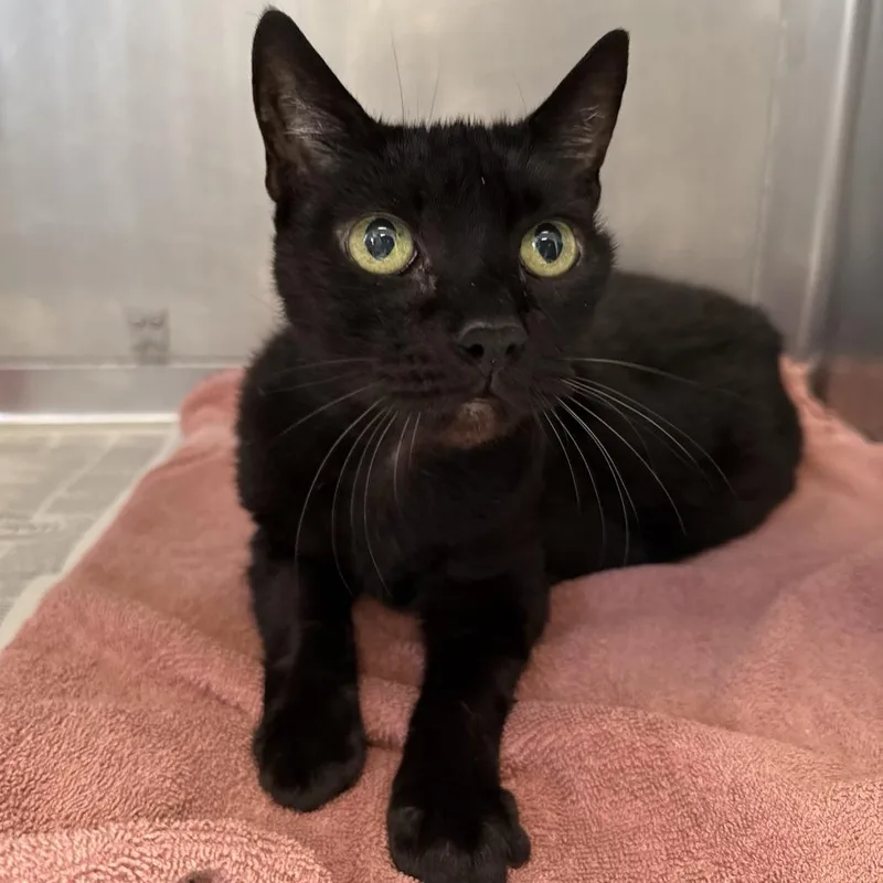 An adult medium-sized female Black Domestic Short Hair cat named Granola for adoption in Hawthorne, CA