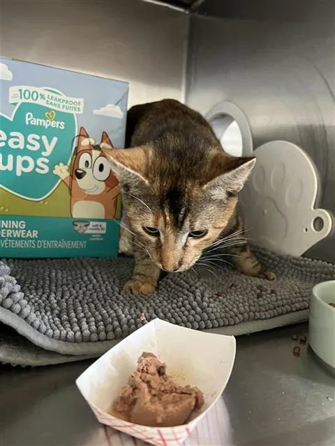 An adult medium-sized female Domestic Medium Hair cat named Ivy for adoption in Sugar Land, TX