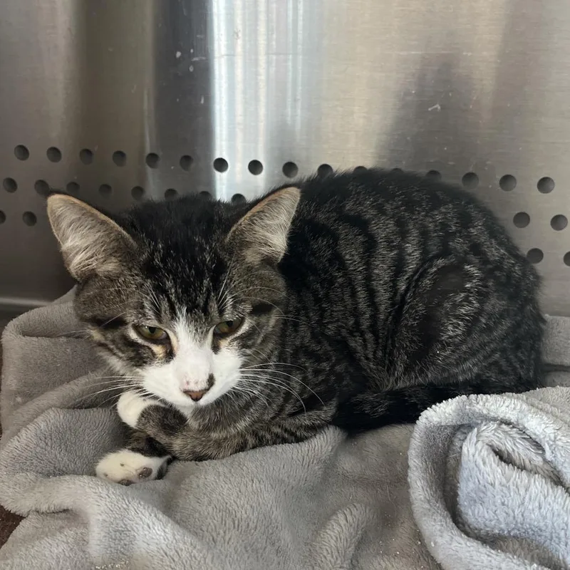 A young small-sized male Gray / Blue / Silver Domestic Short Hair cat named Tommy for adoption in Pittsburg, KS