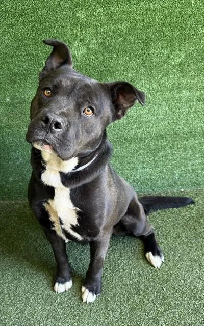 A young medium-sized male Pit Bull Terrier dog named Aries for adoption in Lancaster, CA