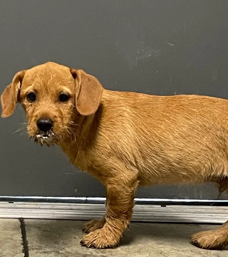 A baby small-sized male Mixed Breed dog named PeeWee for adoption in Henderson, NC
