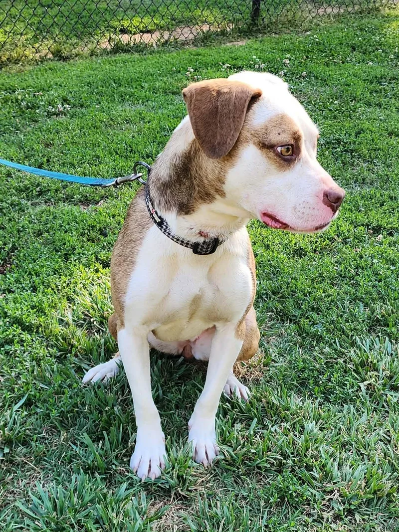 A young medium-sized female Brown / Chocolate Pit Bull Terrier dog named Xotol for adoption in Denver, NC