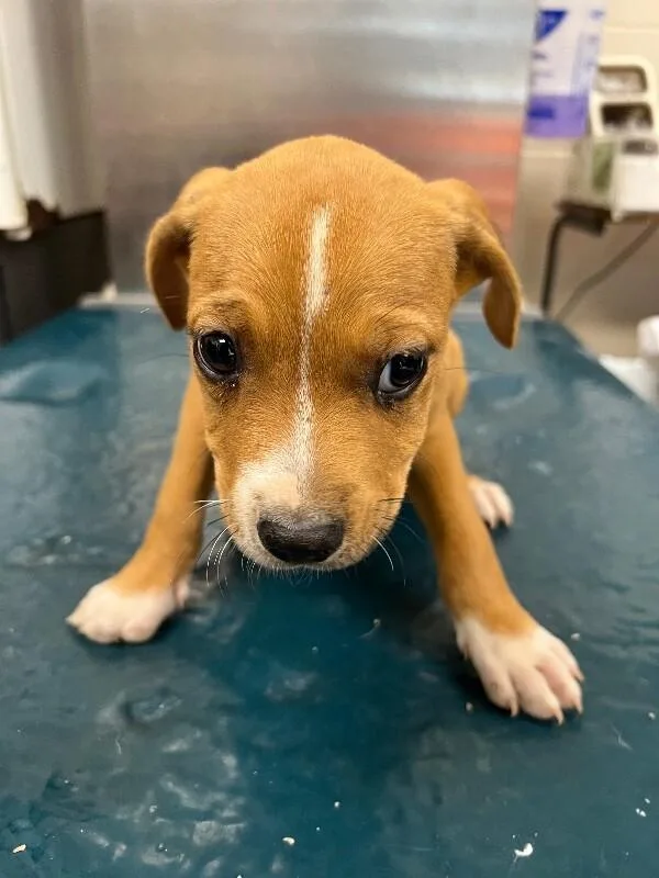 A young medium-sized male Yellow / Tan / Blond / Fawn Mixed Breed dog named Lenny for adoption in Mobile, AL