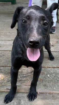 A baby medium-sized female Labrador Retriever dog named Duchess for adoption in Savannah, MO