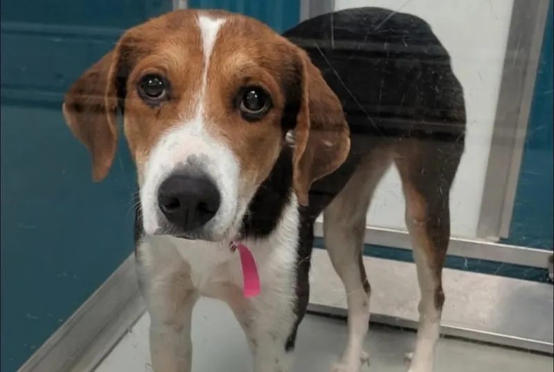 Minnie Mouse thumbnail 2