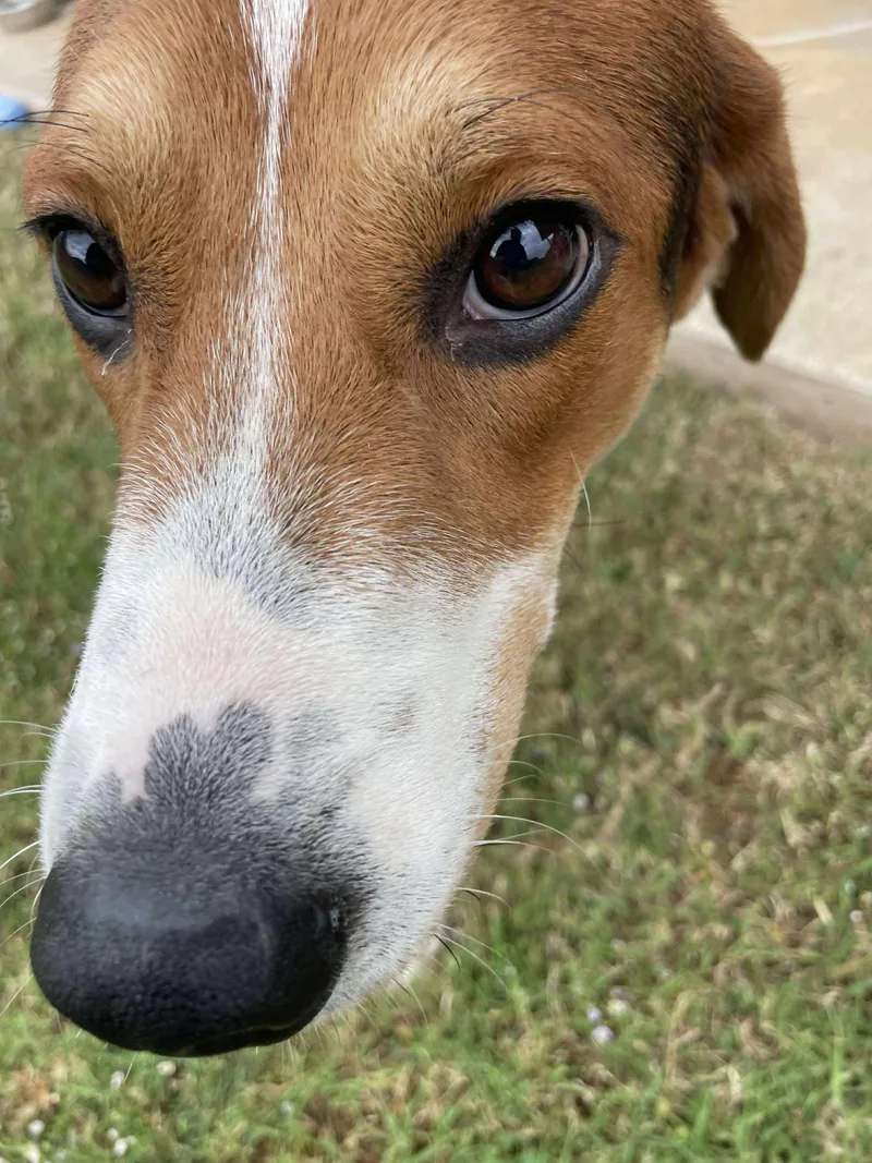 Minnie Mouse thumbnail 3