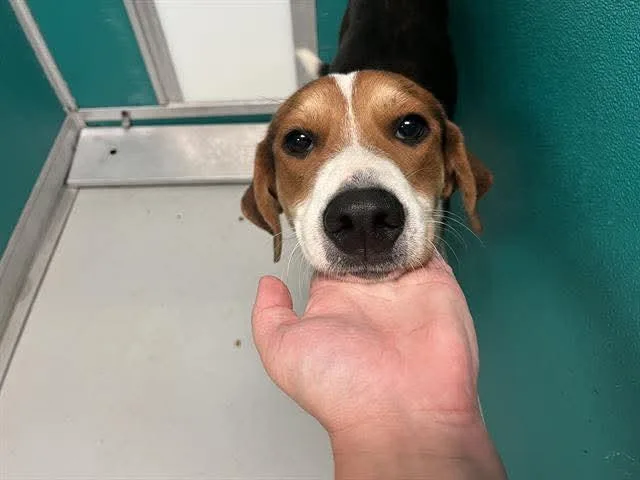 Minnie Mouse thumbnail 5