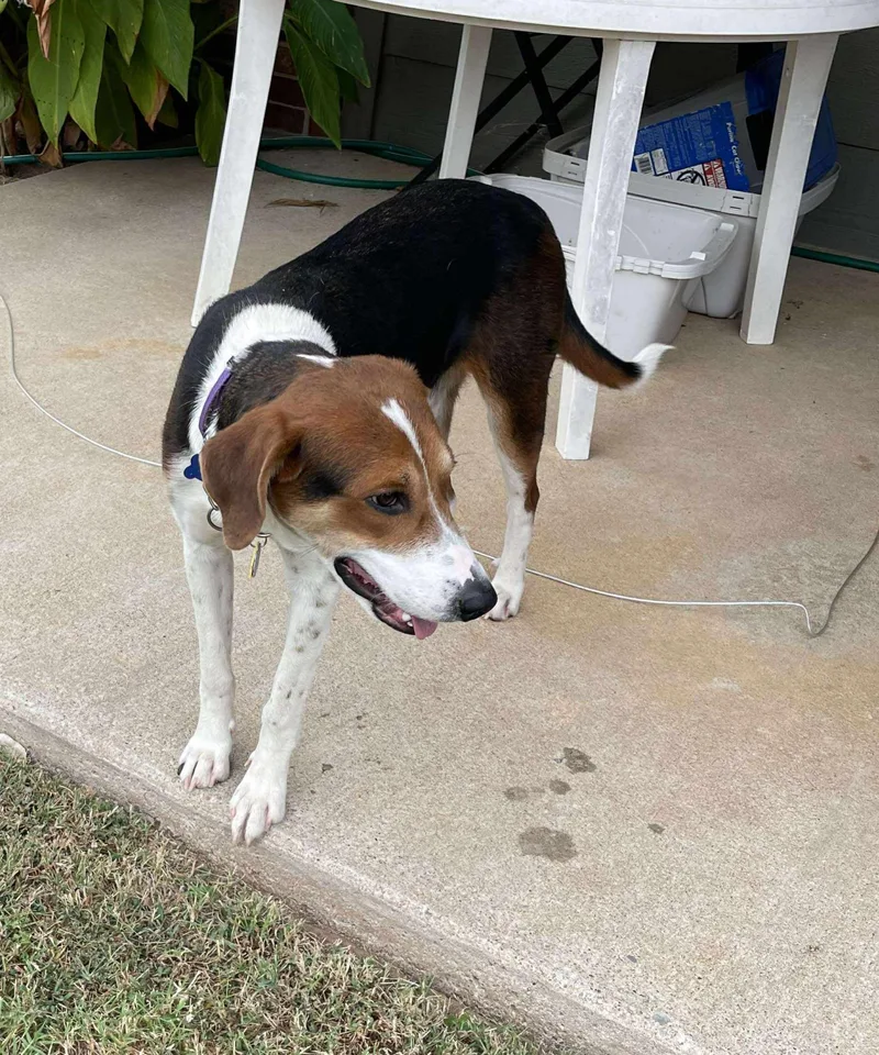 Minnie Mouse thumbnail 6