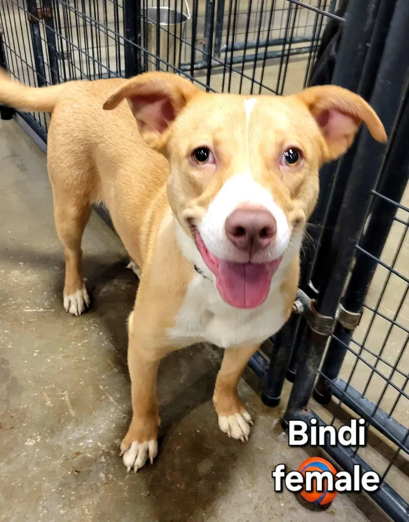 Bindi