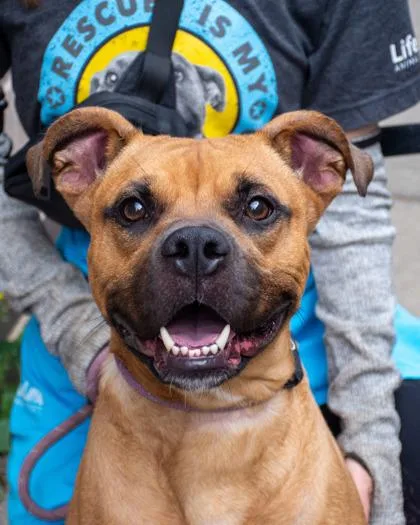 An adult large-sized male Mixed Breed dog named Australian Kangaroo for adoption in Chamblee, GA