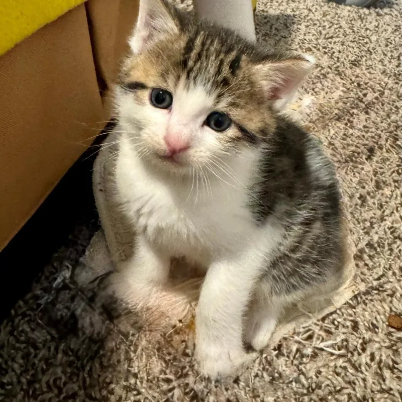 A baby small-sized male Brown / Chocolate Domestic Short Hair cat named Jupiter for adoption in Huntsville, AL