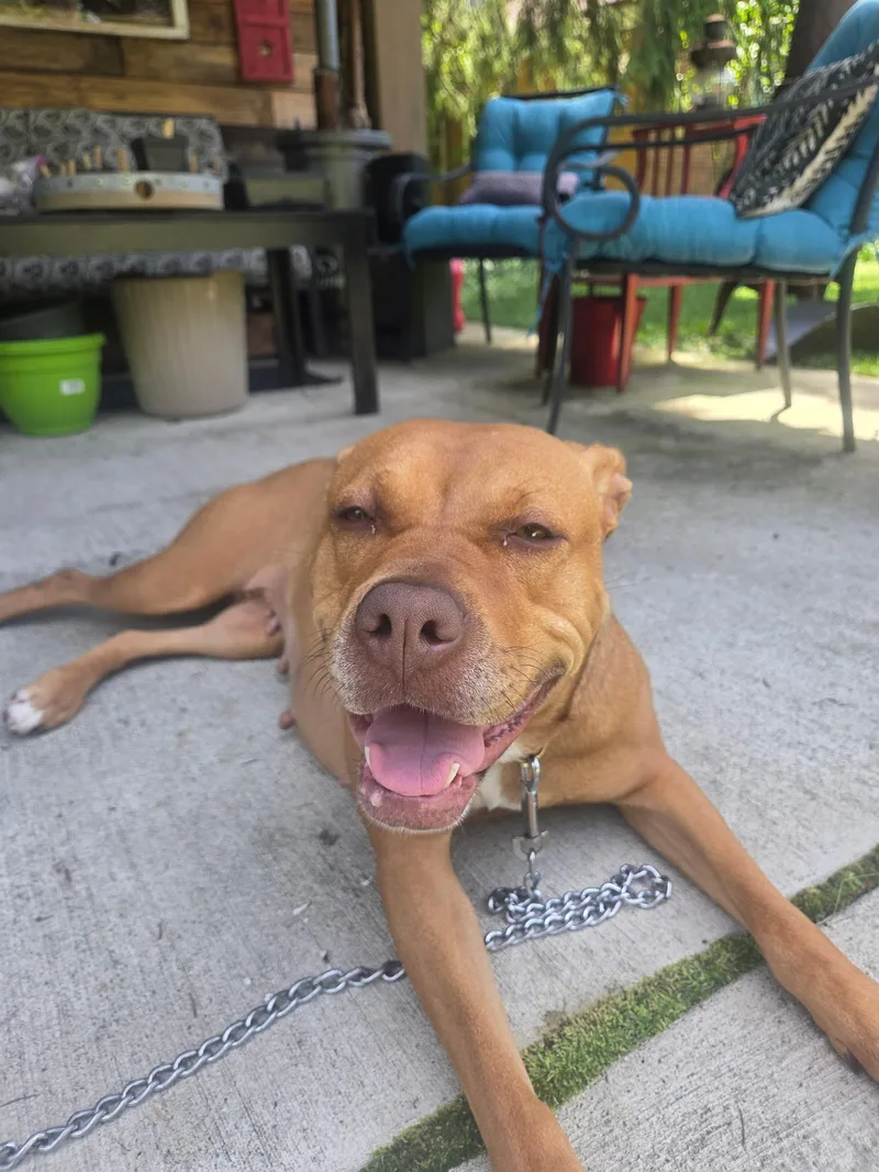 An adult large-sized female Golden Pit Bull Terrier dog named Mila for adoption in Livonia, MI