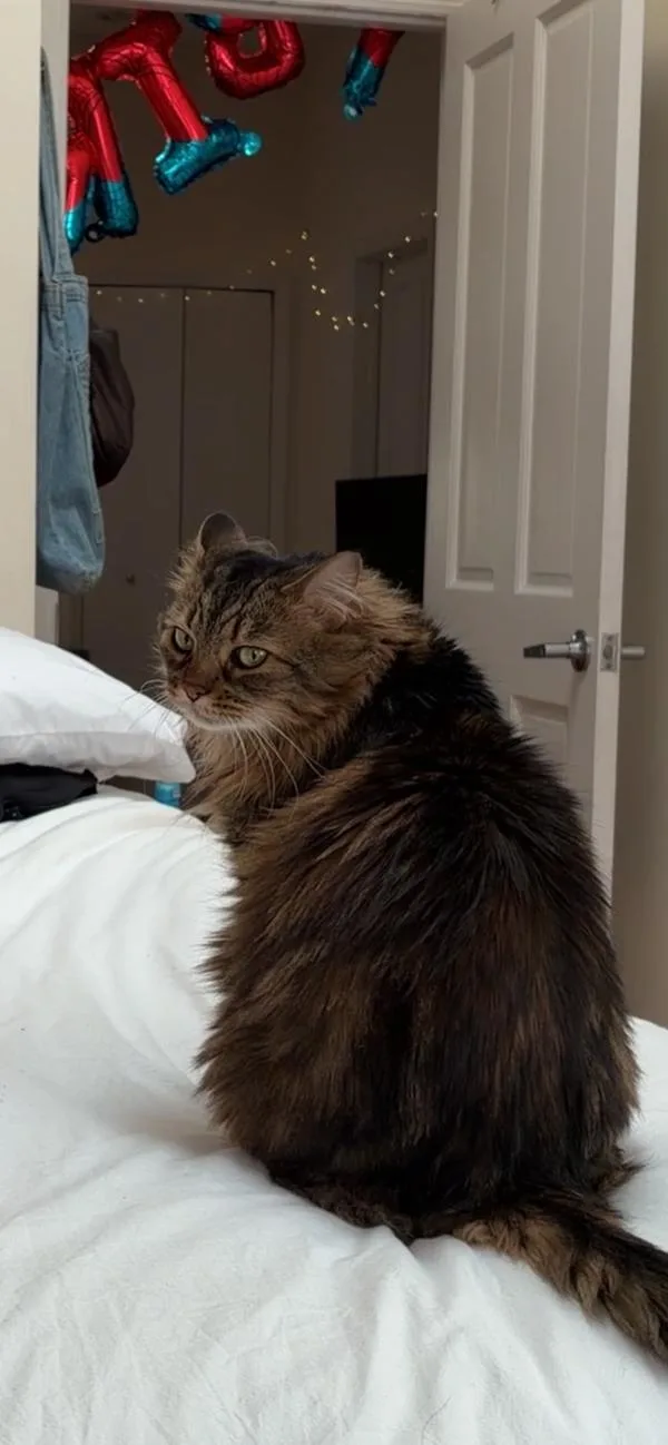 An adult large-sized female Domestic Short Hair cat named Kitanna for adoption in Ridgewood, NY