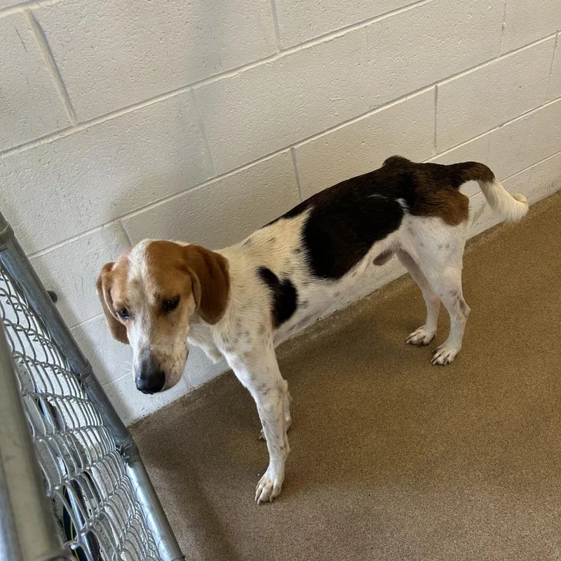 An adult medium-sized male Black Hound dog named Sheldon for adoption in Yanceyville, NC