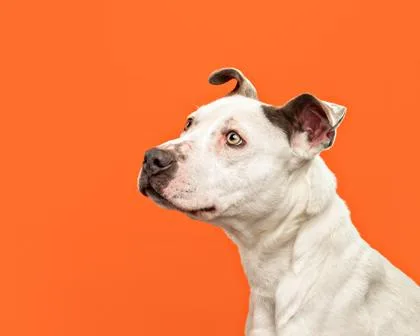 Clementine thumbnail 2