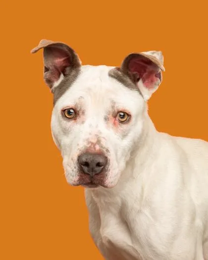 Clementine thumbnail 3