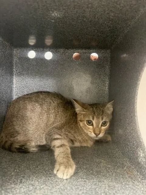 A young medium-sized female Domestic Long Hair cat named Sandy for adoption in Dallas, TX