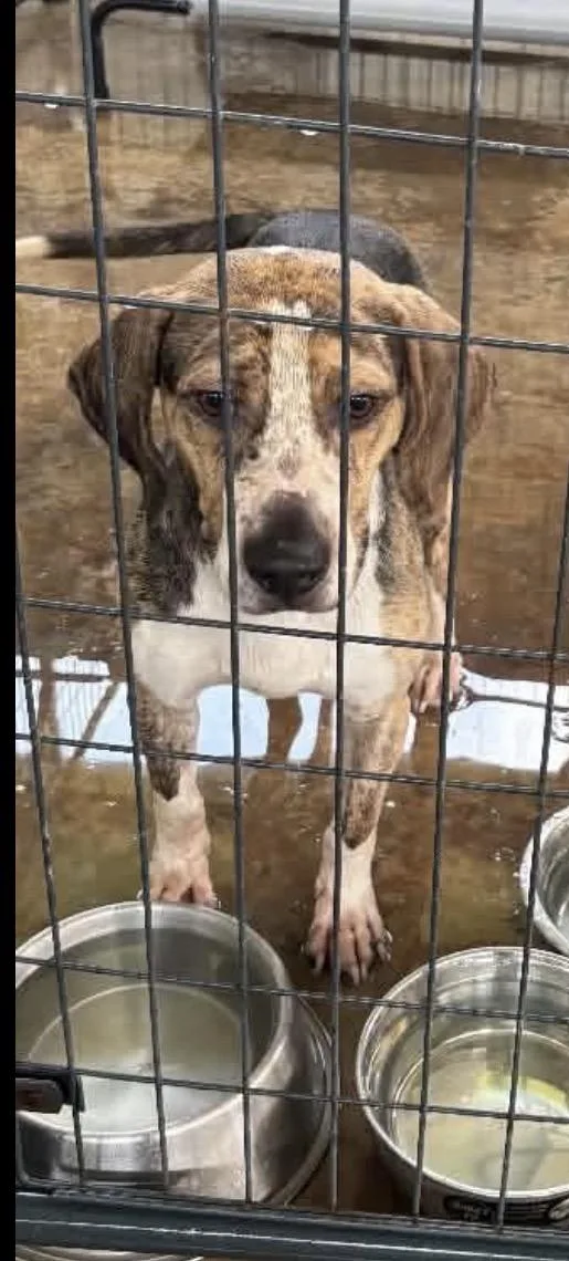 Jax Beagle