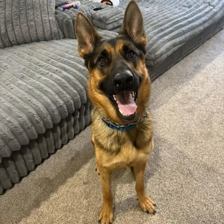 An adult large-sized male German Shepherd Dog named Maxwell for adoption in Racine, WI