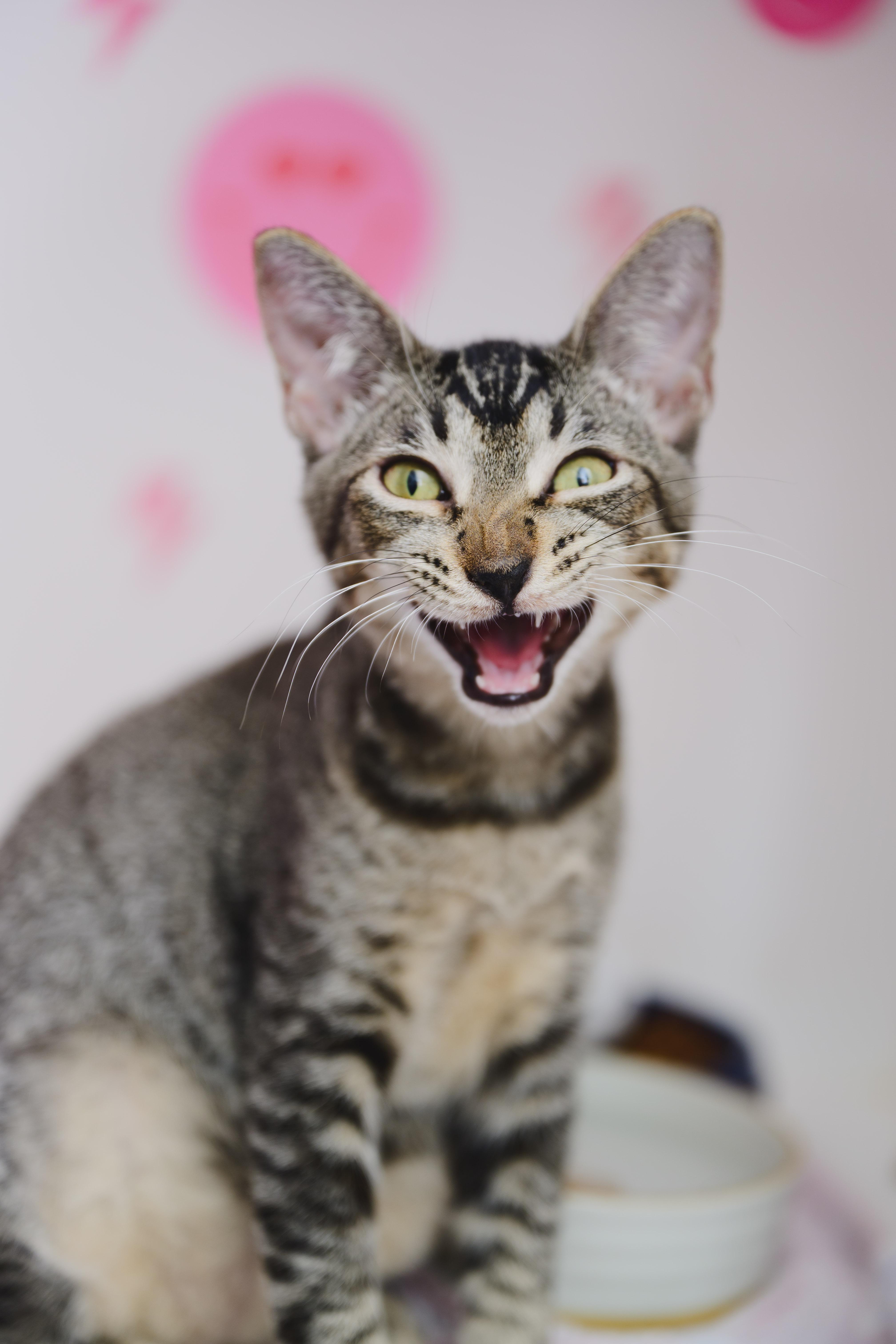 Horchata thumbnail 4