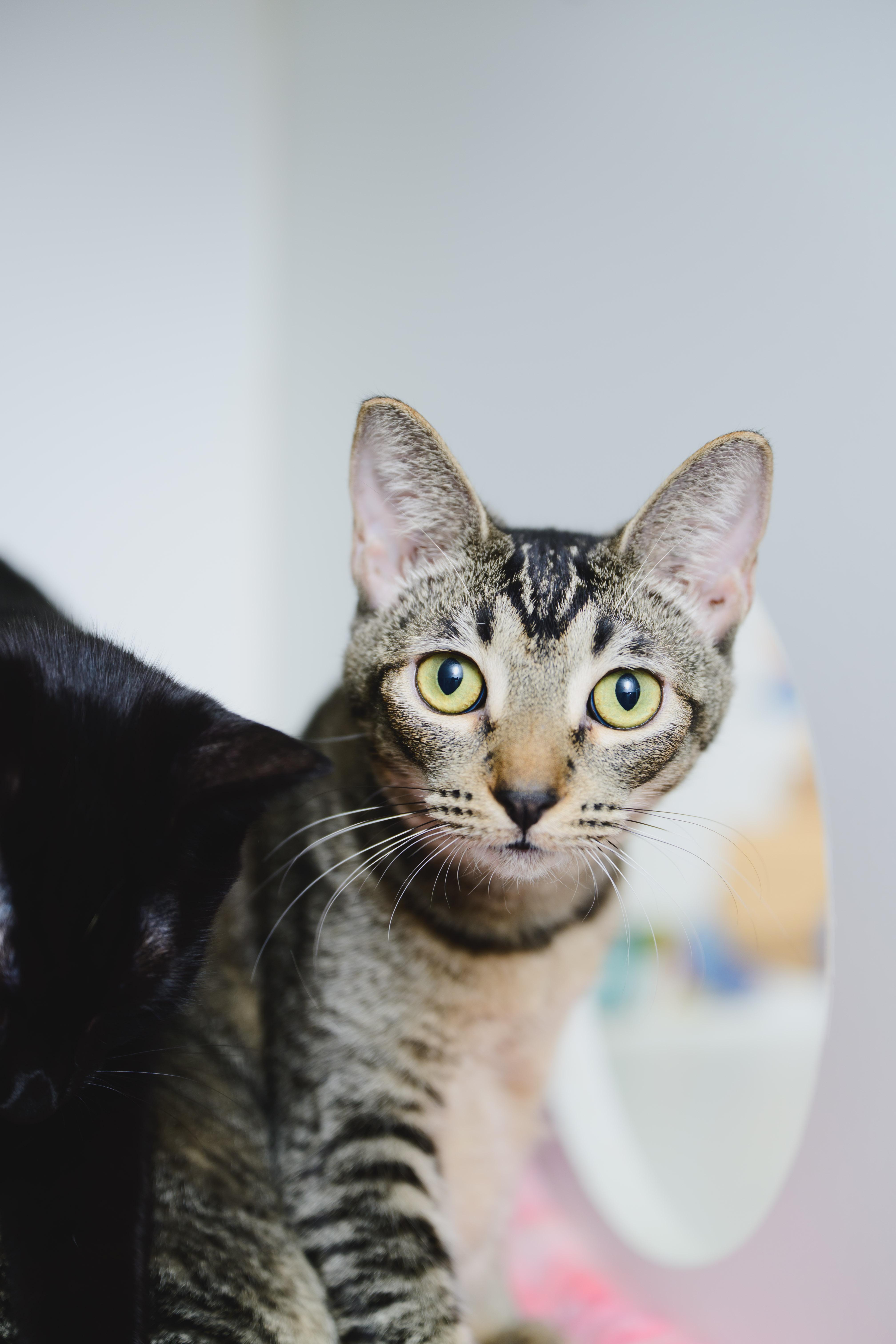 Horchata thumbnail 5