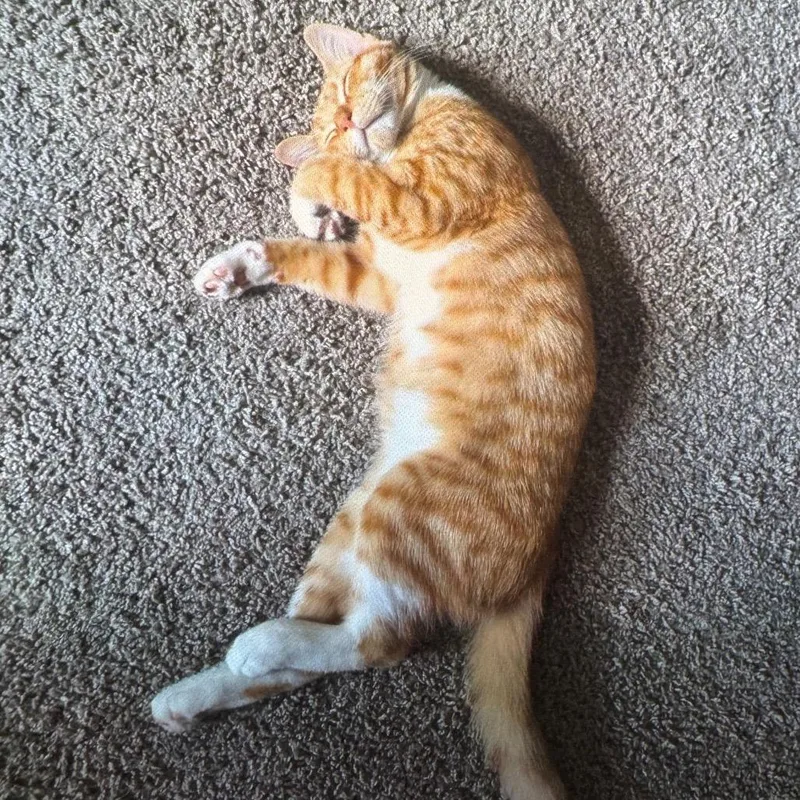 An adult medium-sized male Domestic Short Hair cat named Motorcito for adoption in Winston-Salem, NC