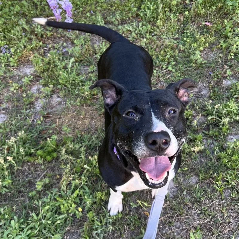 An adult medium-sized female Black Mixed Breed dog named Mila Mae for adoption in Jacksonville, FL