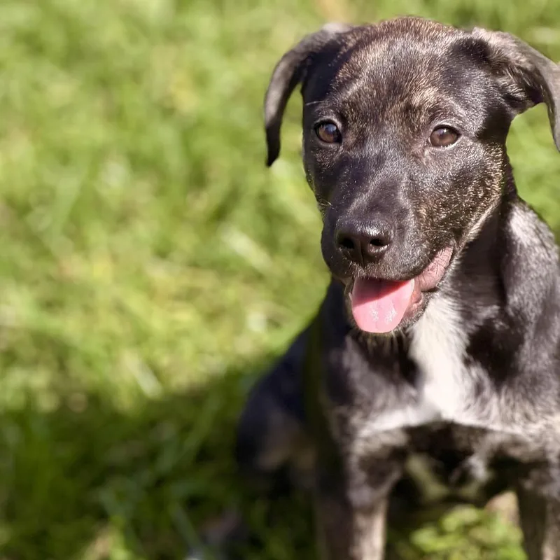 A baby medium-sized female Black Australian Shepherd dog named Venus for adoption in Sparta, NJ
