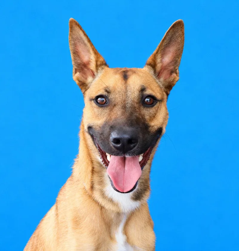 A young large-sized male Carolina Dog named Worthy for adoption in Pasadena, CA
