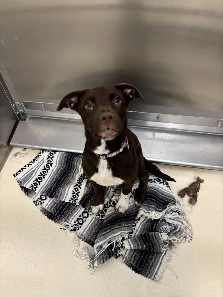 A young medium-sized female Tricolor (Brown, Black, & White) Labrador Retriever dog named Coco for adoption in Kalamazoo, MI