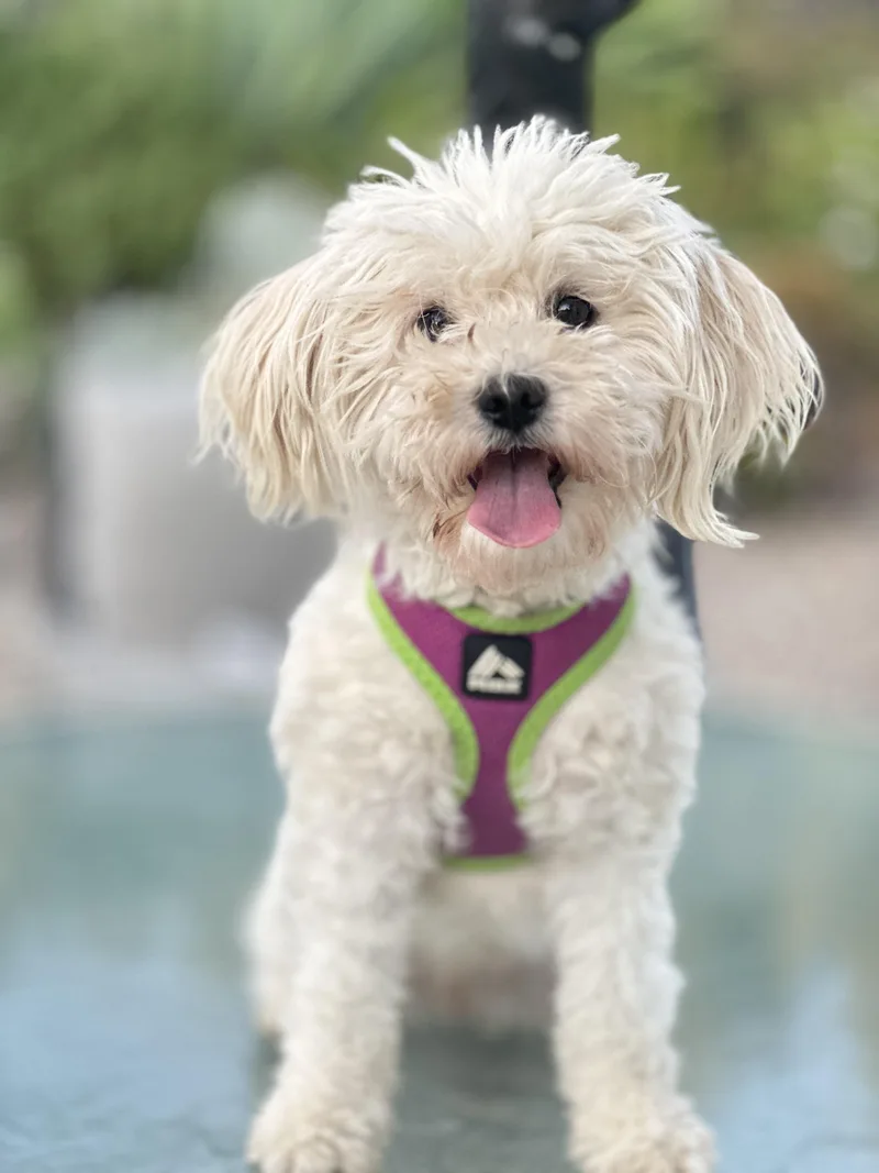 An adult small-sized female White / Cream Maltipoo dog named Zoey the Social Butterfly for adoption in Topanga, CA