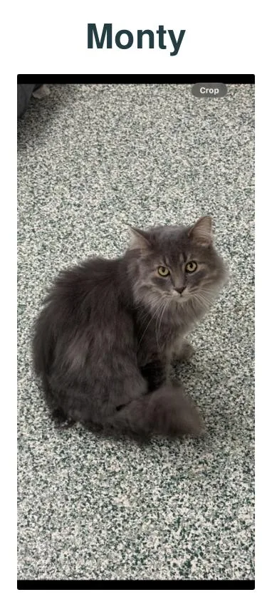 An adult medium-sized male Domestic Long Hair cat named Monty for adoption in Richland Center, WI