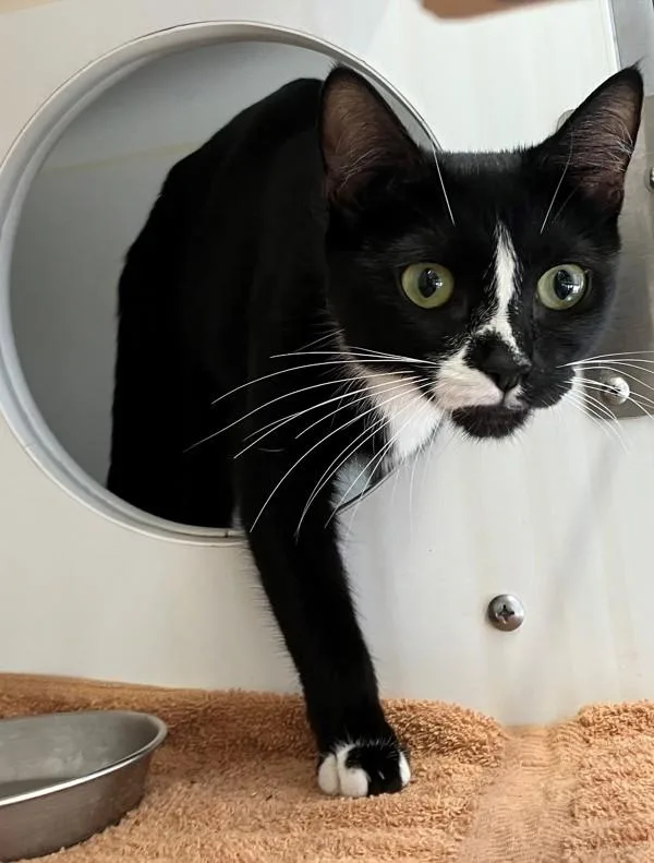 An adult medium-sized female Domestic Short Hair cat named Little Miss Oreo for adoption in Ridgewood, NY