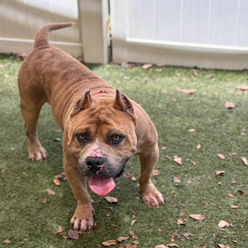 An adult large-sized male Yellow / Tan / Blond / Fawn Mixed Breed dog named Ceo Gerald for adoption in Titusville, FL