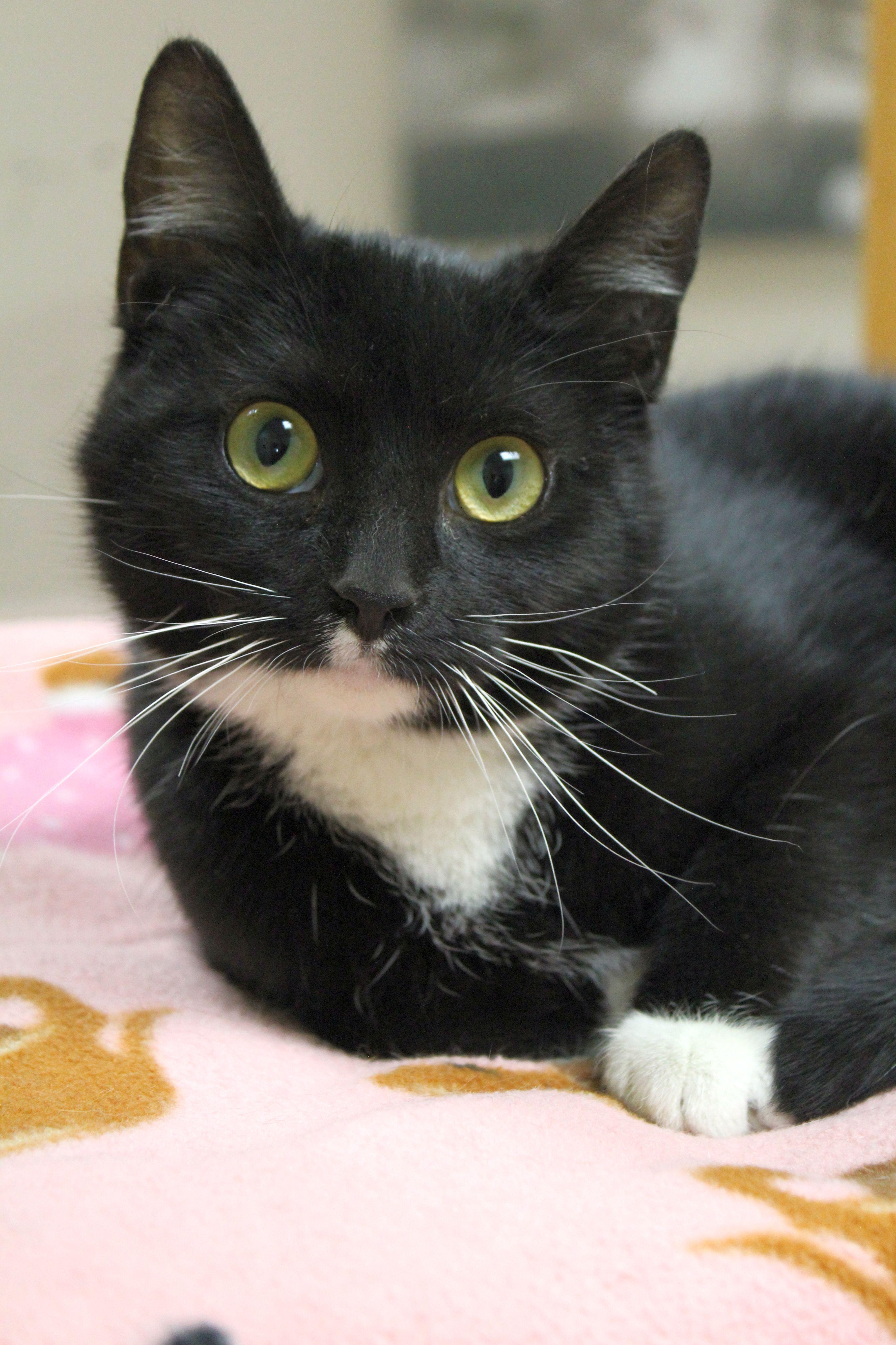 A young medium-sized female Tuxedo cat named Pea Tree for adoption in Portage, WI