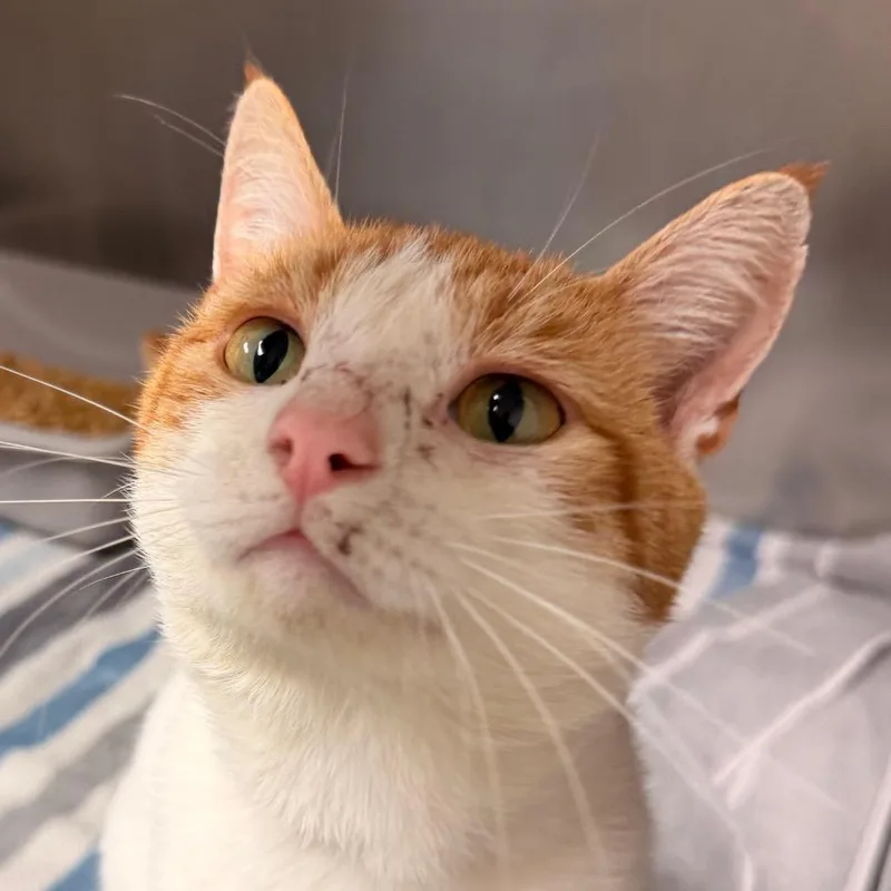 An adult medium-sized male Orange & White Domestic Short Hair cat named Mr T for adoption in Corydon, IN
