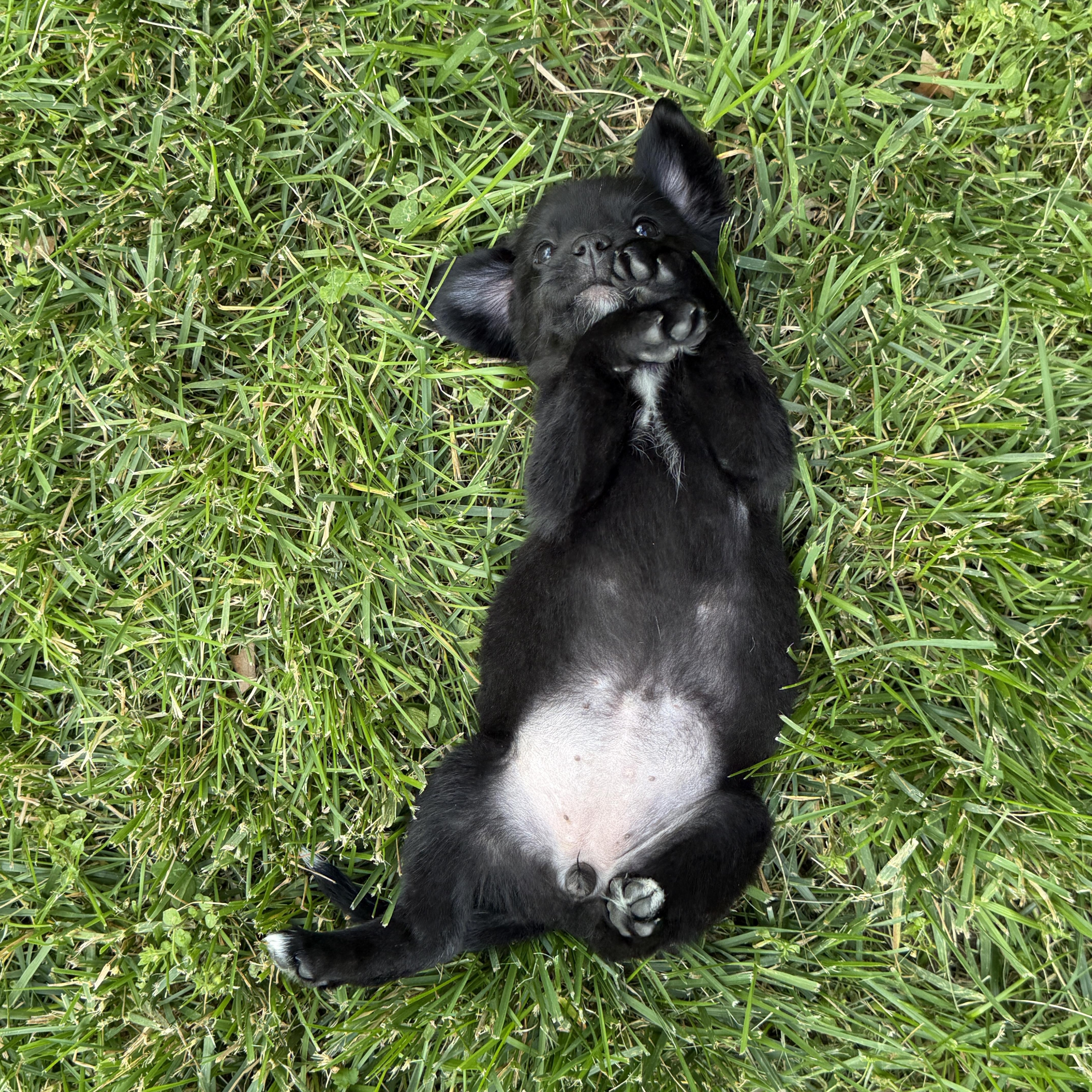 Pepper