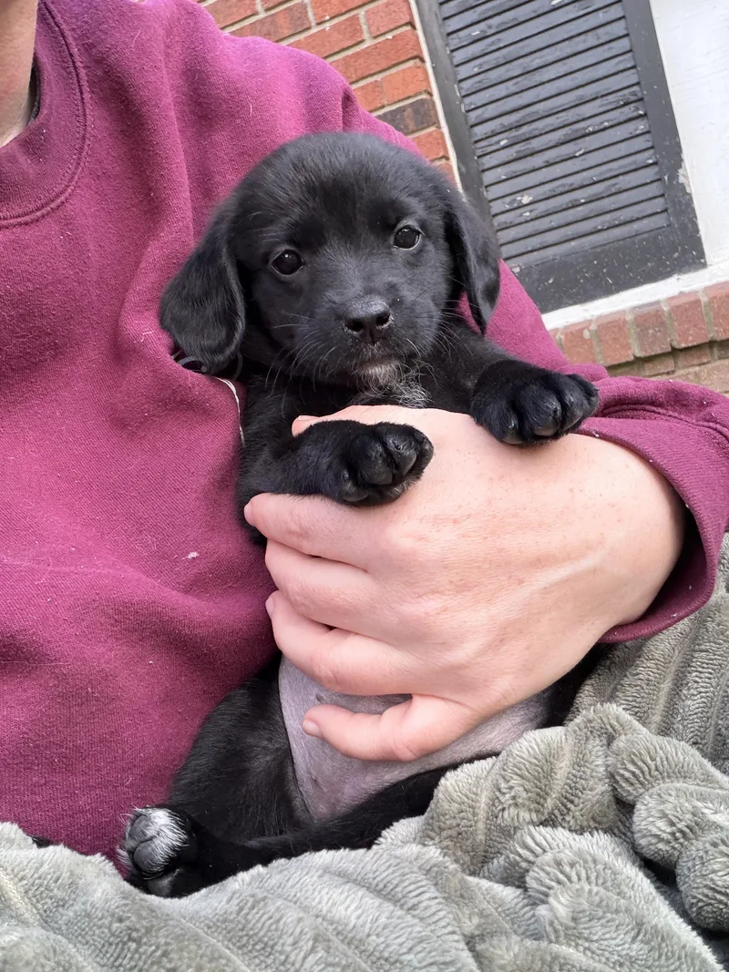 Pepper thumbnail 2