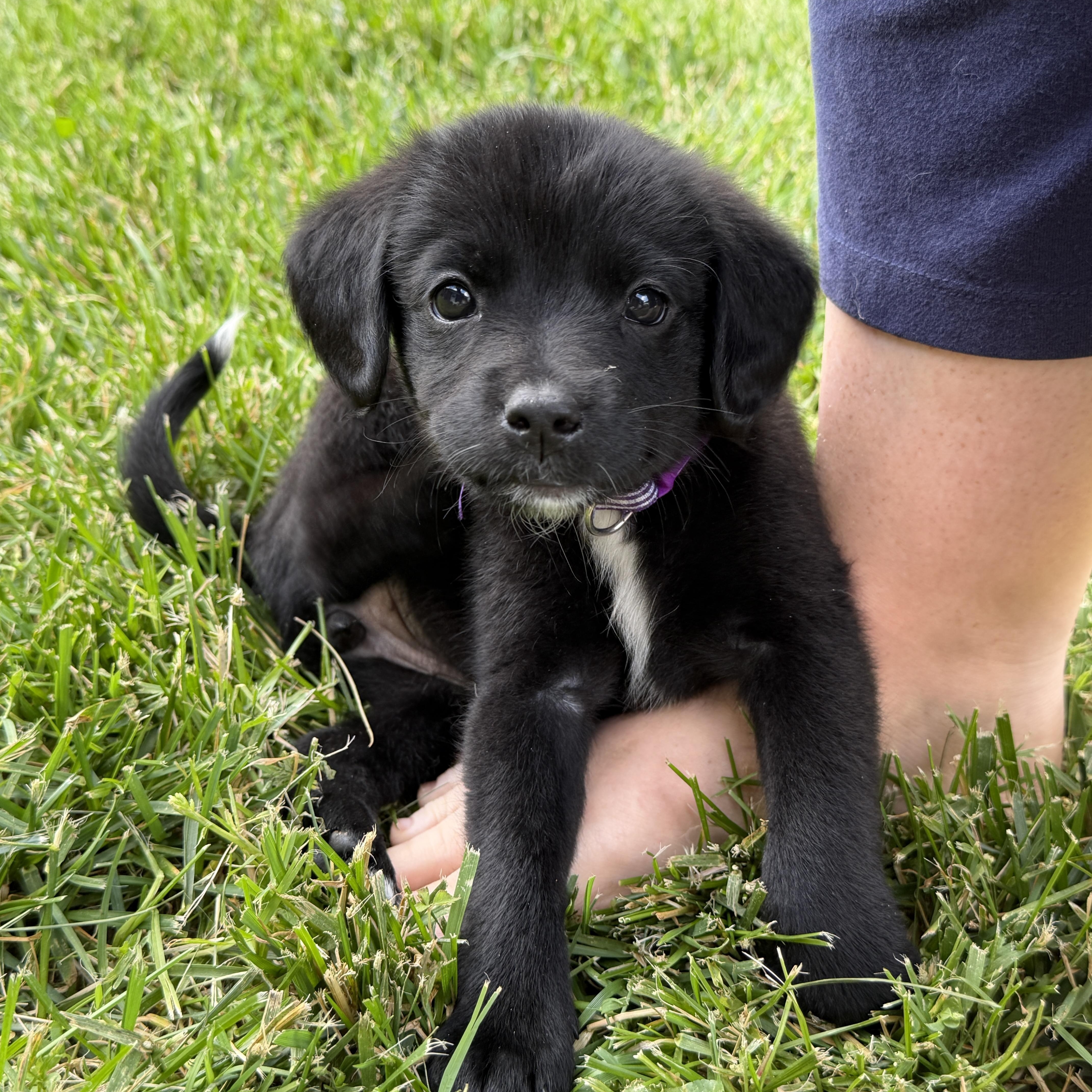 Pepper thumbnail 3