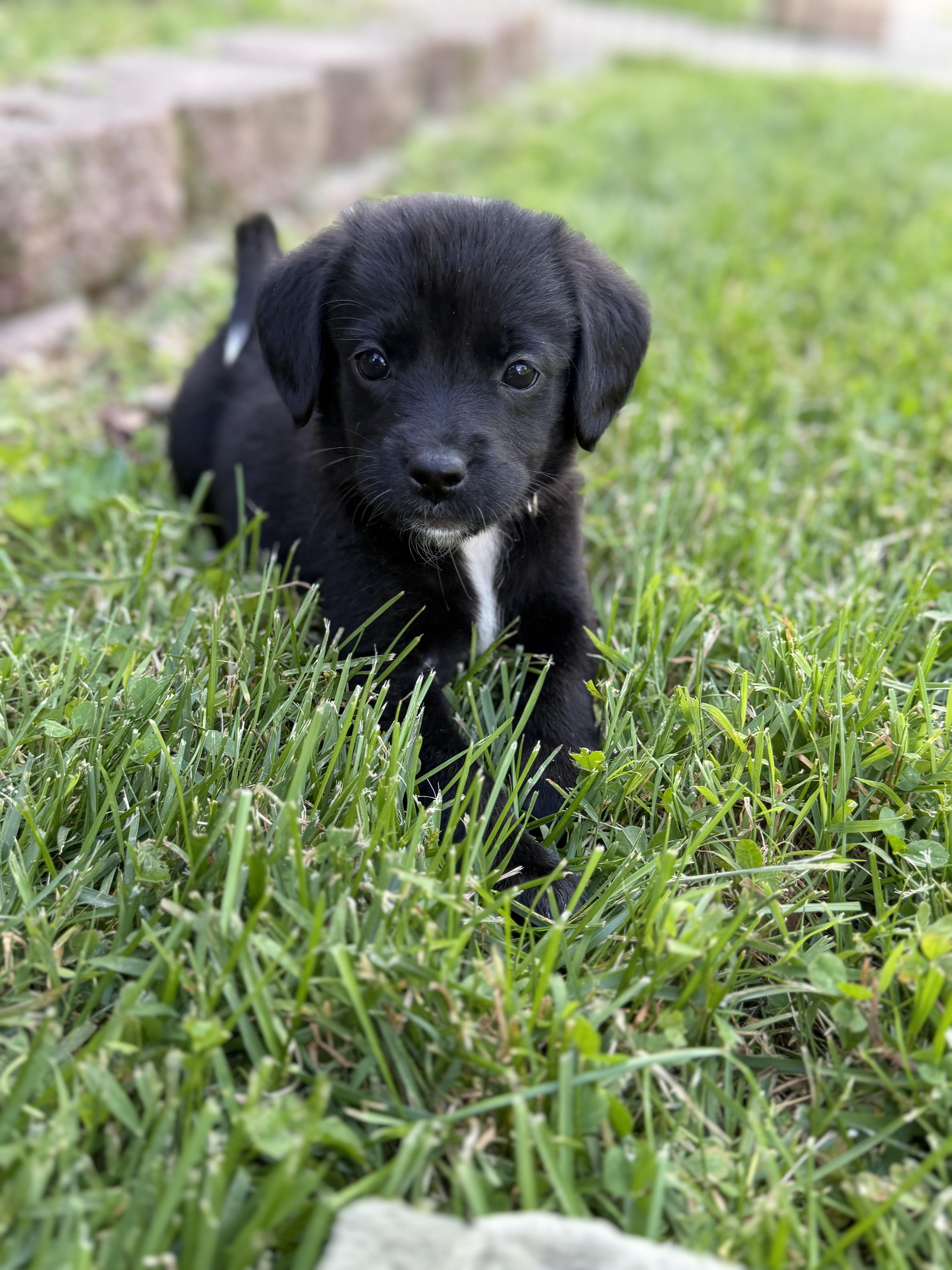 Pepper thumbnail 4