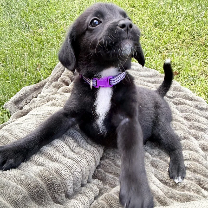 Pepper thumbnail 5